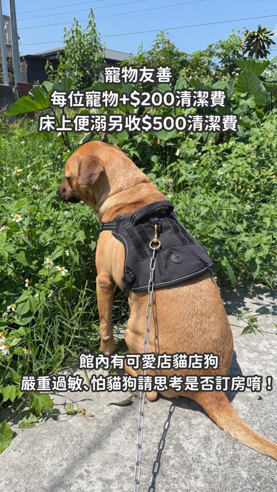 缽割貓點點 青旅 Diandian Hostel Puli Zewnętrze zdjęcie